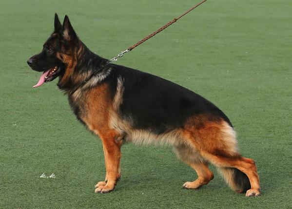 ASLAN