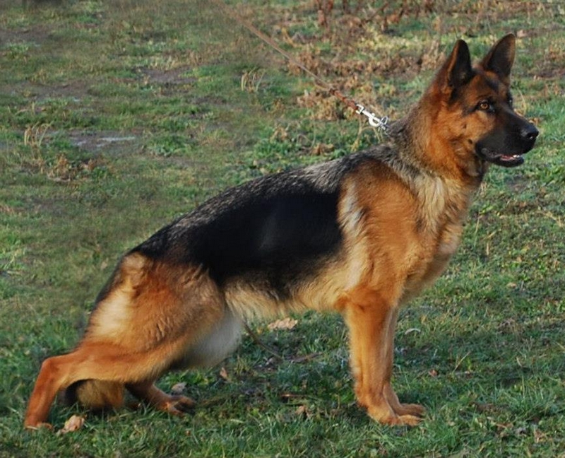 ZOLA